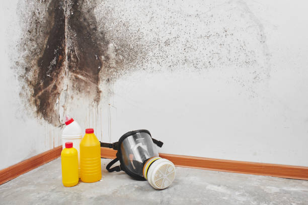 Home Mold Removal in Madison, SD