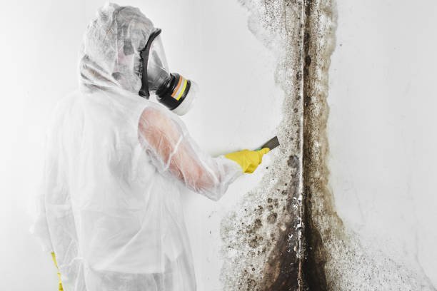 Best Toxic Mold Removal  in Madison, SD