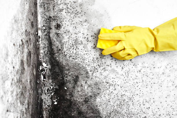 Best Certified Mold Removal  in Madison, SD