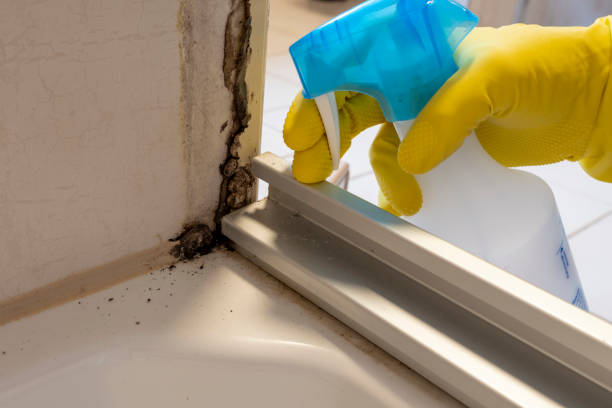 Best Commercial Mold Removal  in Madison, SD