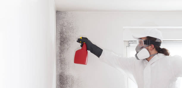 Best Fast Mold Removal  in Madison, SD