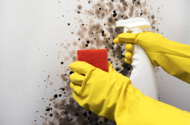 Best Mold Remediation  in Madison, SD