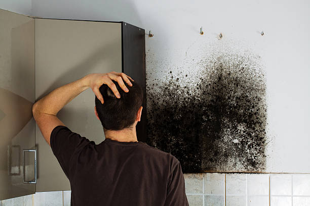 Best Office Mold Removal Services  in Madison, SD